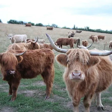 Alter Gutshof Apartment Papstdorf